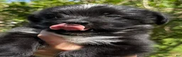 Mixed Breed dogs for sale: Baby toothless - Ad 1