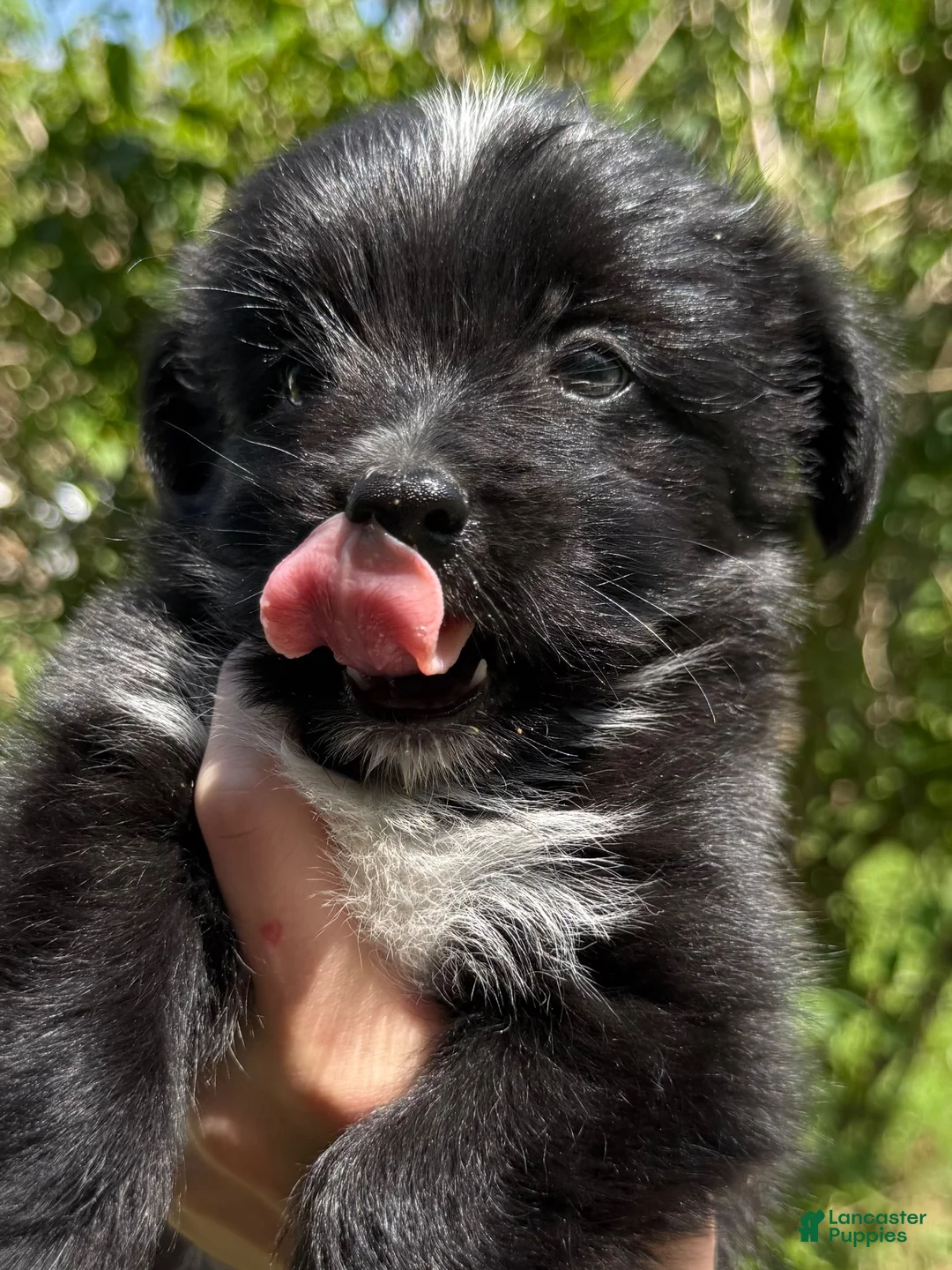 Mixed Breed dogs for sale: Baby toothless - Ad 1