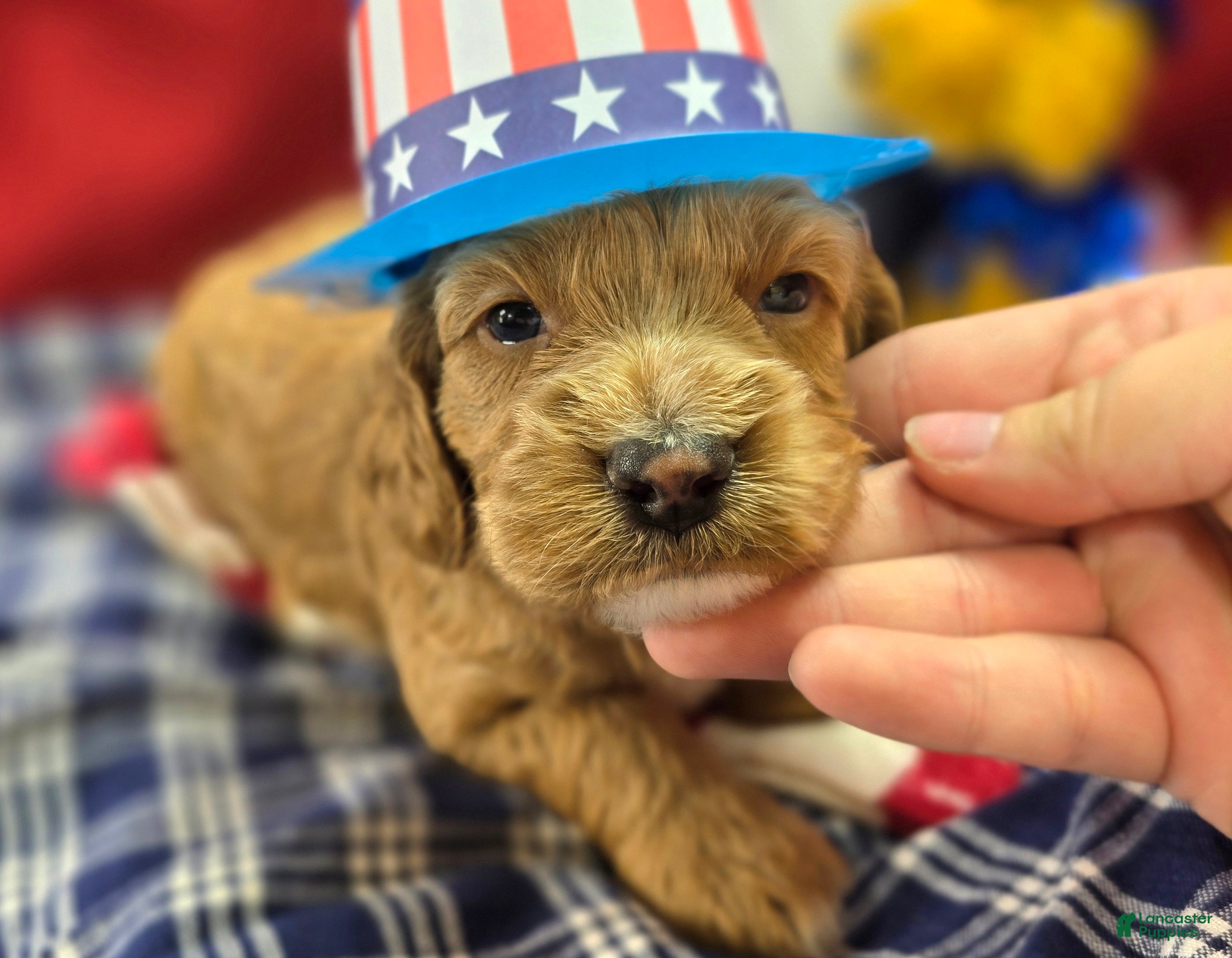 Cockapoo dogs Bud - Ad 9