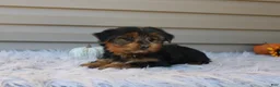 Yorkshire Terrier dogs for sale: Master - Ad 2