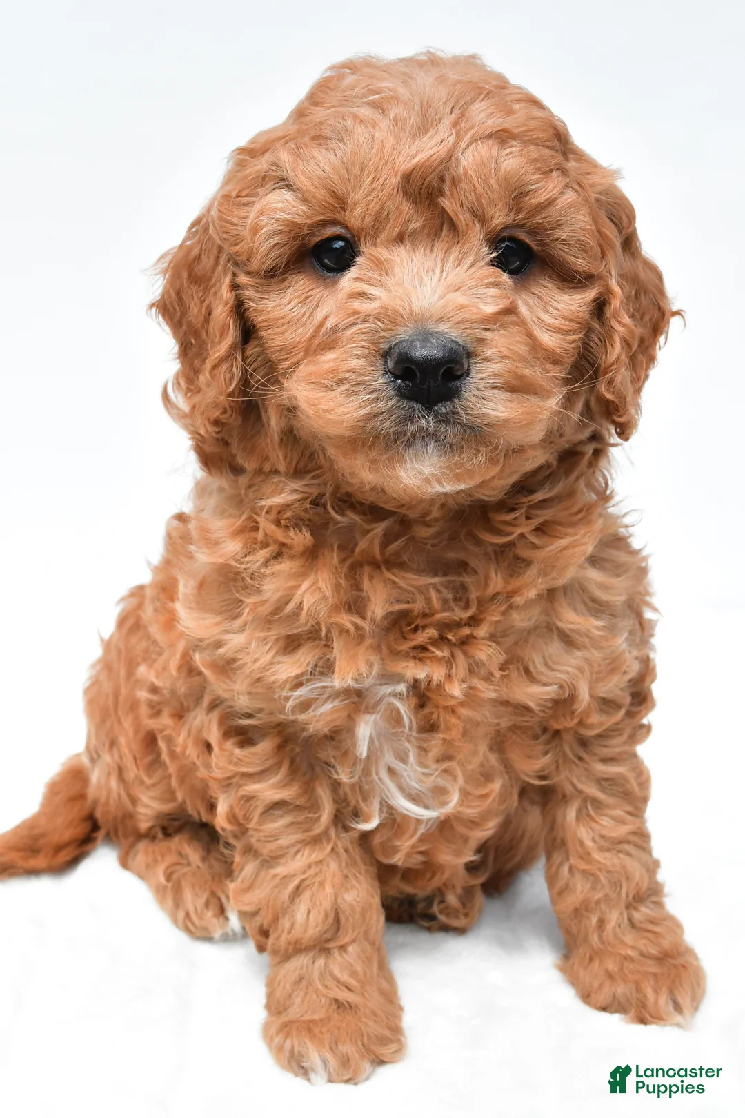 Mini Goldendoodle dogs for sale: Joy - Ad 1