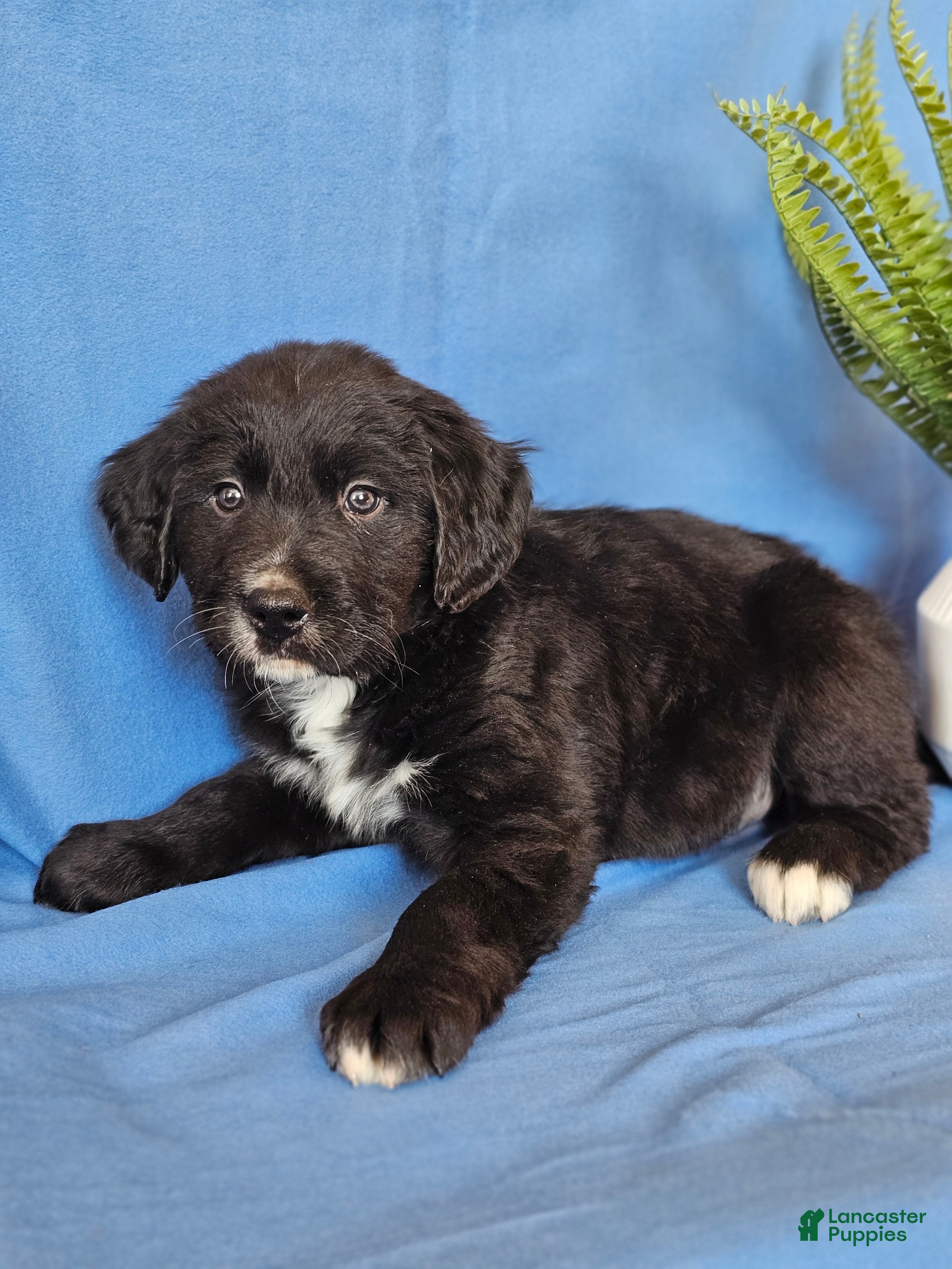 Mixed Breed dogs Diesel  - Ad 3