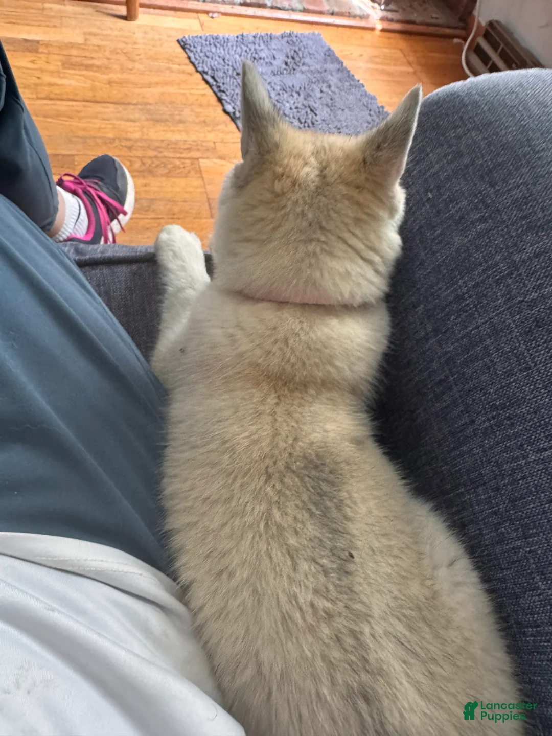 Alaskan Klee Kai dogs for sale: Alaskan Klee Kai 2 - Ad 2