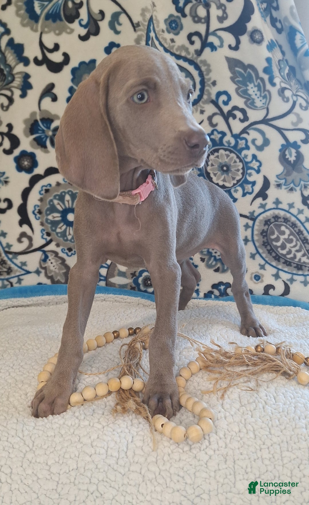 Weimaraner dogs for sale: Diamond - Ad 3