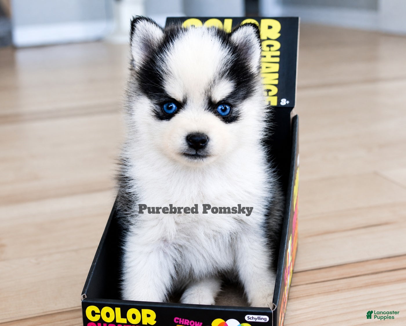 Pomsky dogs Lulu Micro Pomsky - Ad 2