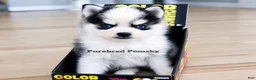 Pomsky dogs for sale: Lulu Micro Pomsky - Ad 2