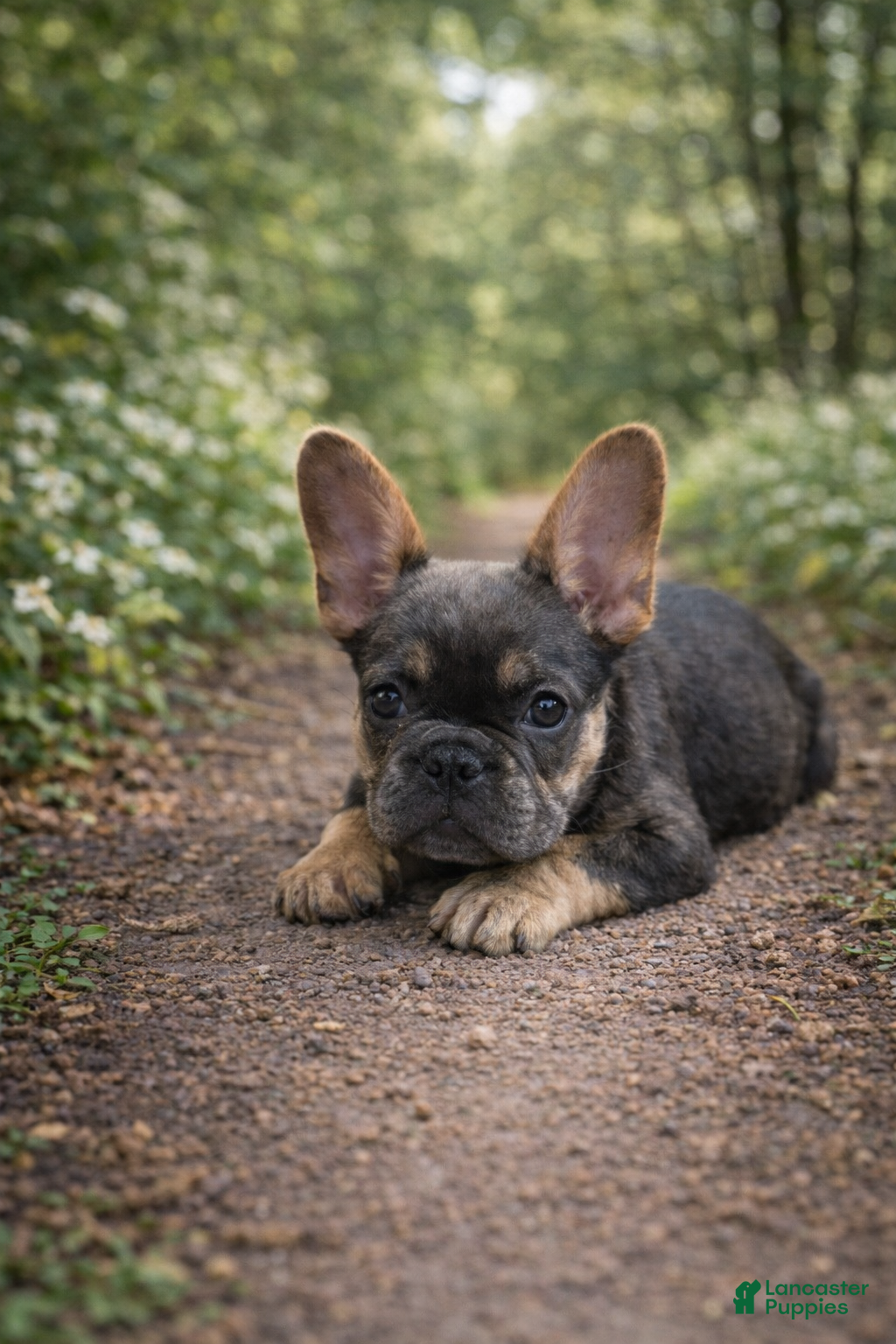 French Bulldog dogs French Bulldog Puppy 2 - Ad 2