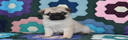 Pug dogs for sale: Holly - Ad 5