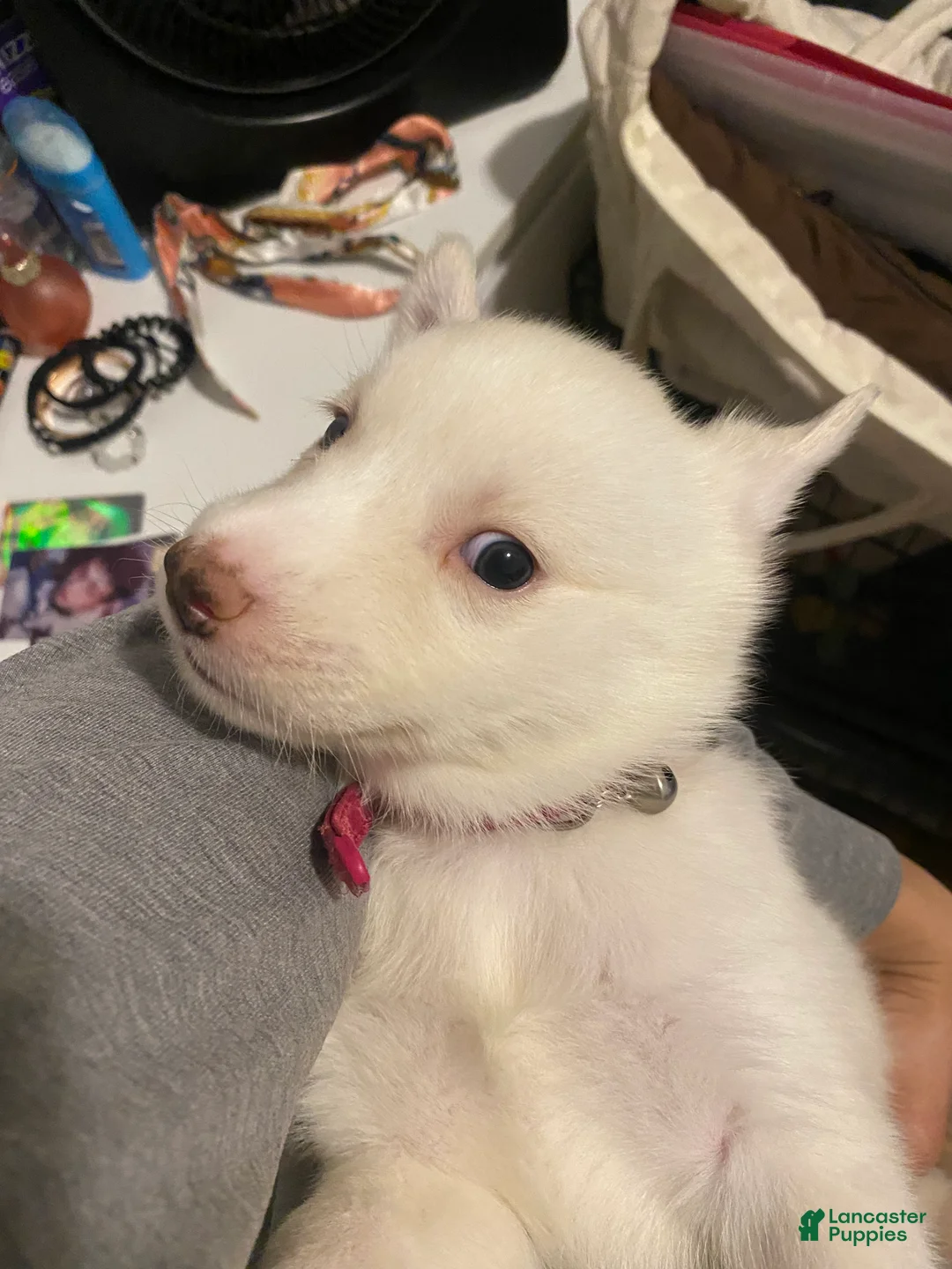 Siberian Husky dogs for sale: Pearl - Ad 3