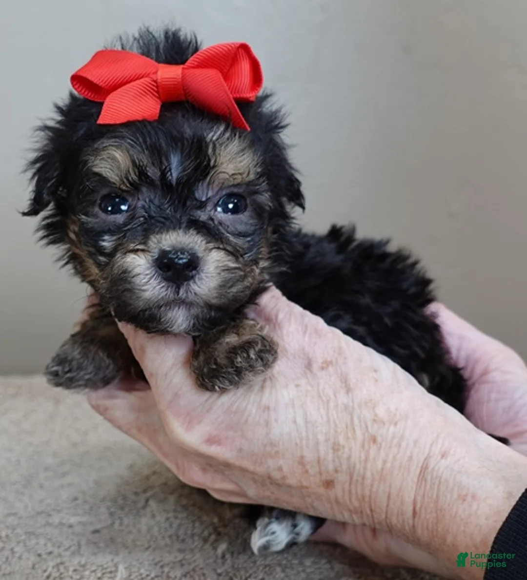 Maltipoo dogs for sale: Zircon - Ad 11