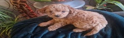 Miniature Poodle dogs for sale: Miniature Poodle Puppy 1 - Ad 3