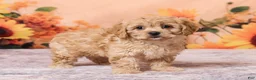 Cavachon dogs for sale: Macey - Ad 4