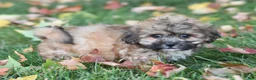 Teddy Bear dogs for sale: Asher - Ad 3