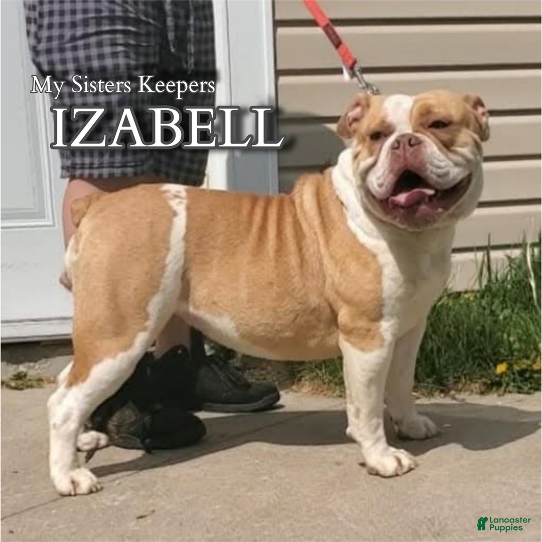 Olde English Bulldogge dogs for sale: Olde English Bulldogge Puppy 1 - Ad 9