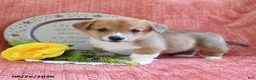 Welsh Corgi Pembroke dogs for sale: Cheif - Ad 3