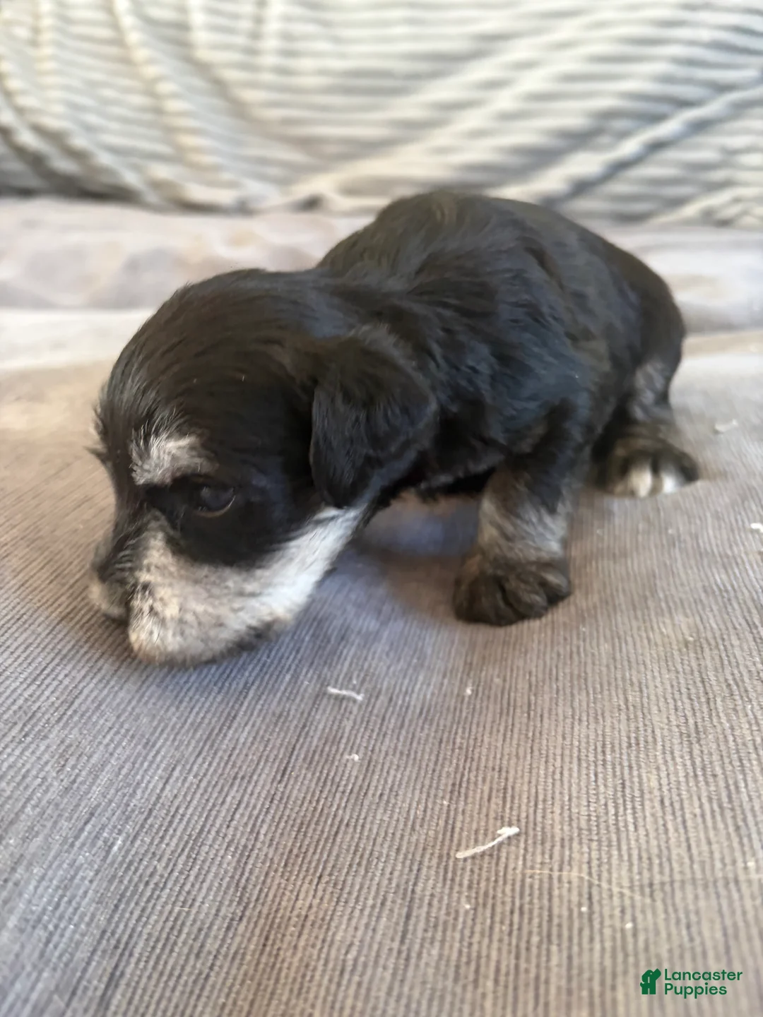 Miniature Schnauzer dogs for sale: Miniature Schnauzer 2 - Ad 1