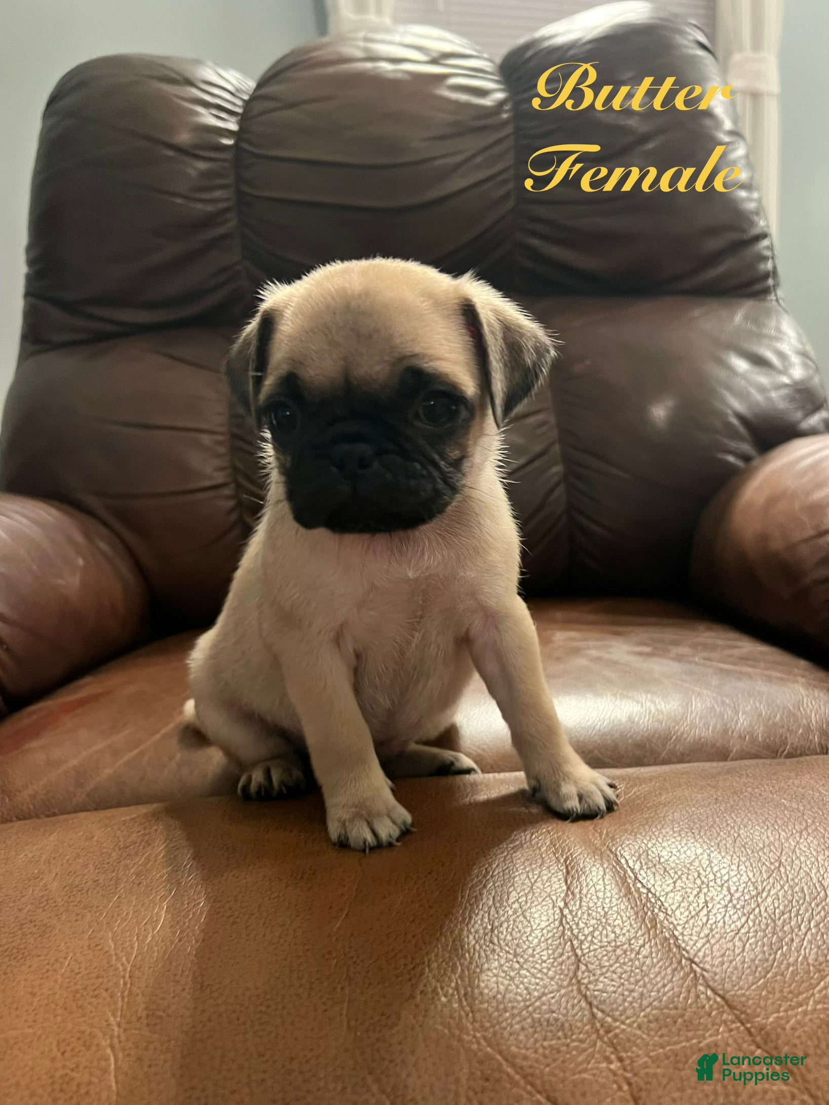Pug dogs for sale: Butter - Ad 3