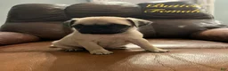 Pug dogs for sale: Butter - Ad 1