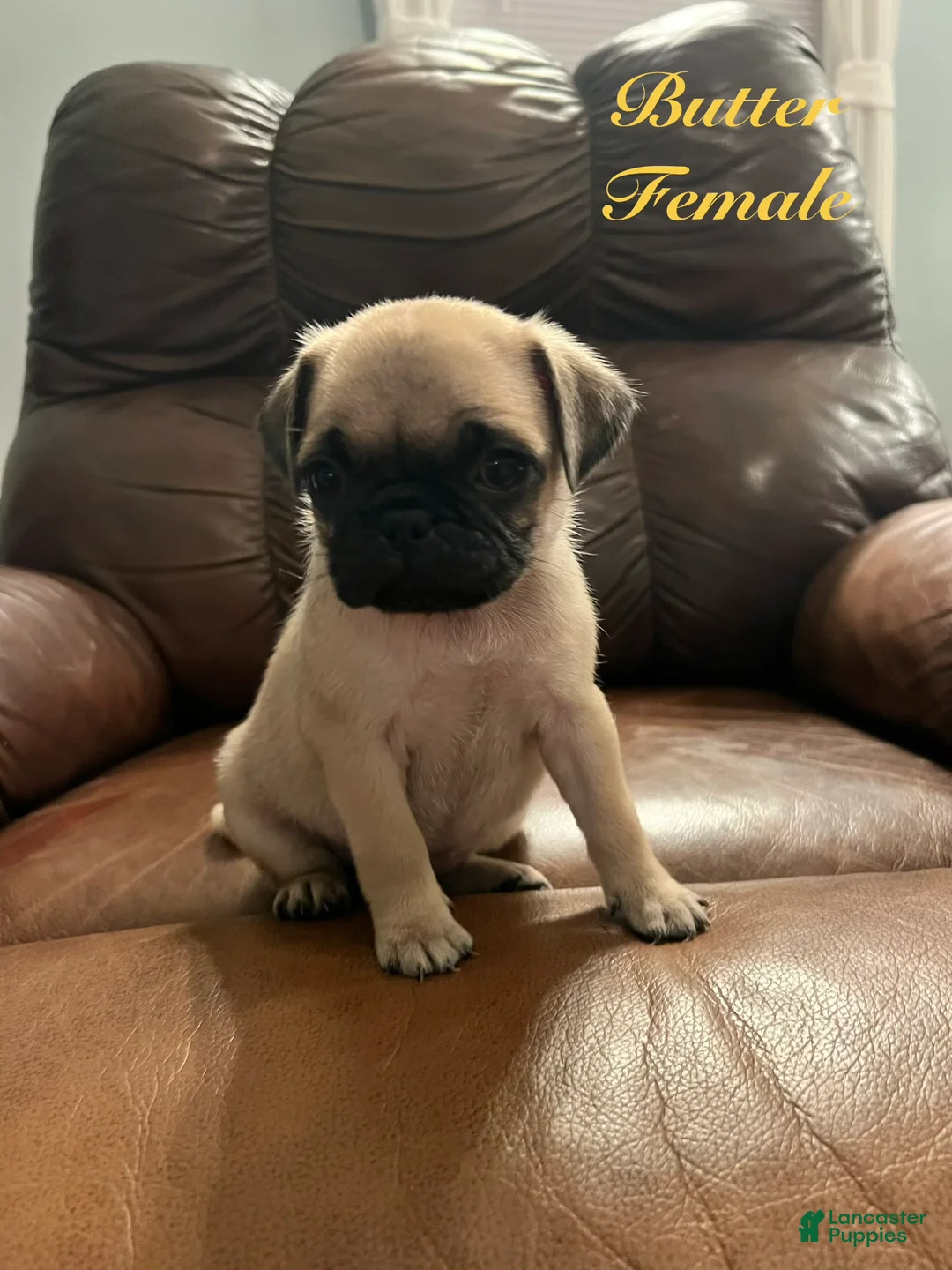 Pug dogs for sale: Butter - Ad 1