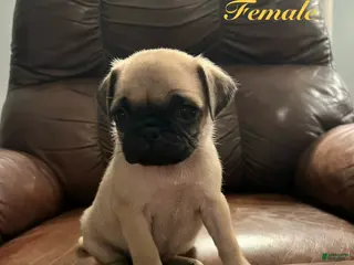 Pug dogs for sale: Butter - Ad 3