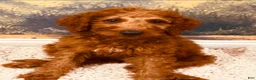 Goldendoodle dogs for sale: 💛 Mr. Yellow - Ad 2