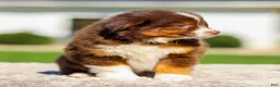 Miniature Australian Shepherd dogs for sale: Howi - Ad 4
