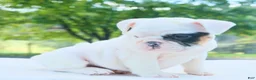 English Bulldog dogs for sale: Mia - Ad 4