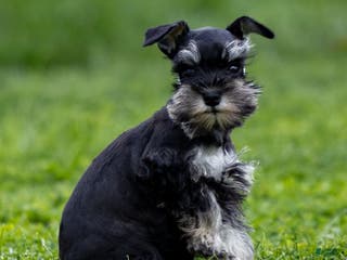 Miniature Schnauzer dogs Skye - Ad 2