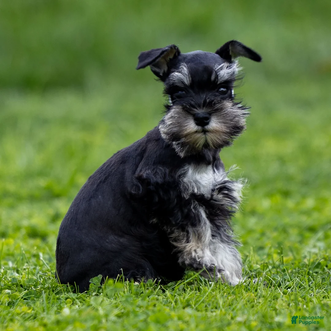 Miniature Schnauzer dogs for sale: Skye - Ad 1
