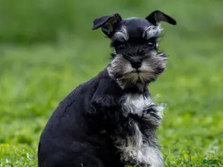 Miniature Schnauzer dogs Skye - Ad 3