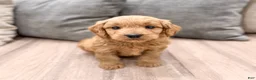 Mini Goldendoodle dogs for sale: Paisley - Ad 2