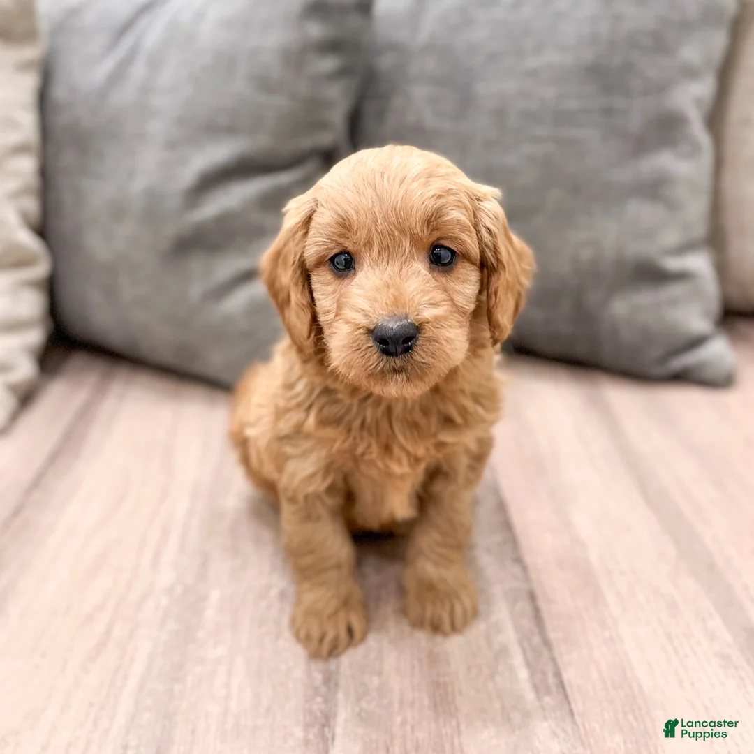 Mini Goldendoodle dogs for sale: Paisley - Ad 2