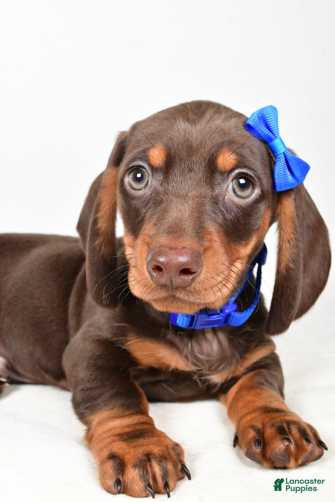 Miniature Dachshund dogs for sale: Kendall - Ad 3