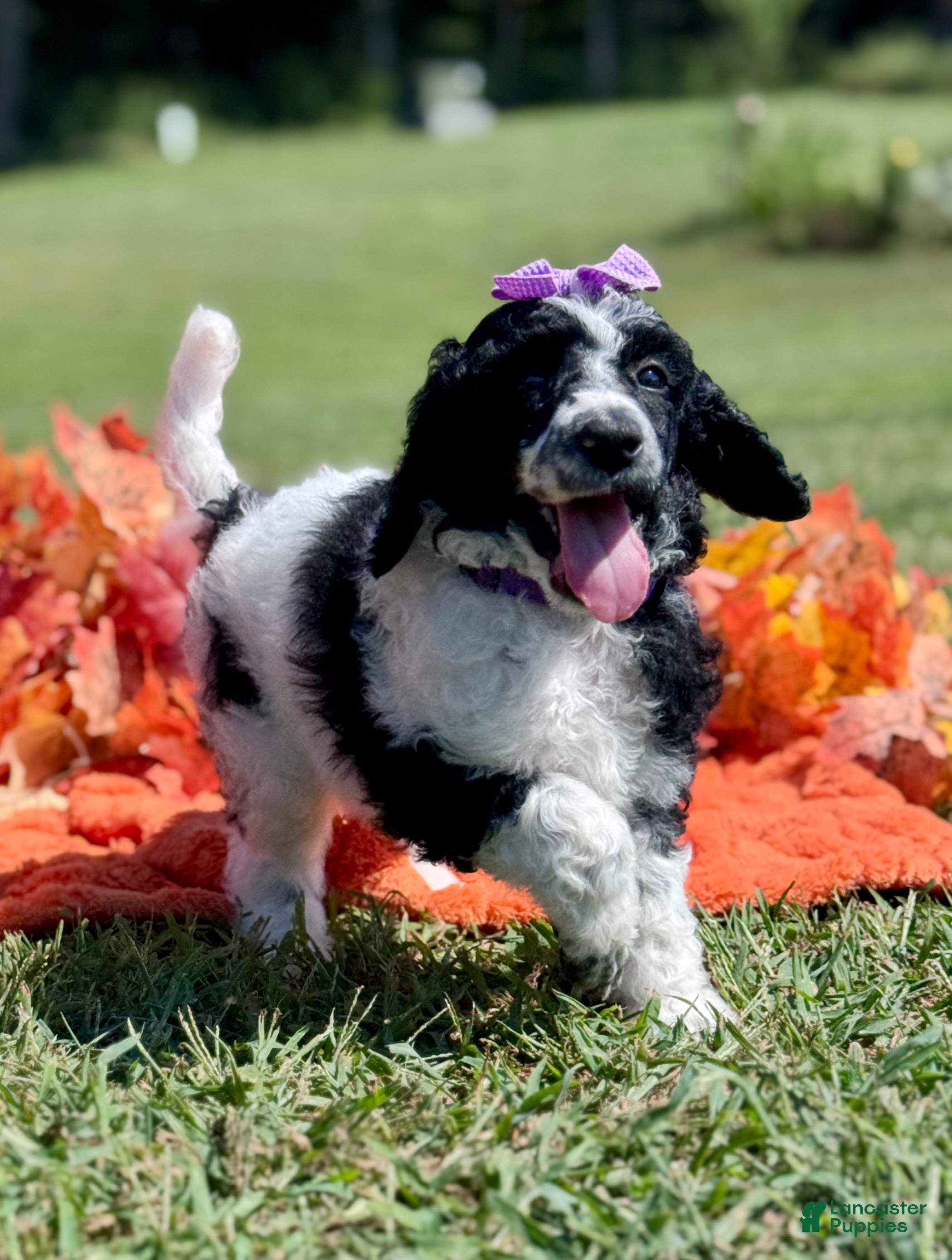 Standard Poodle dogs Purple collar - Ad 1