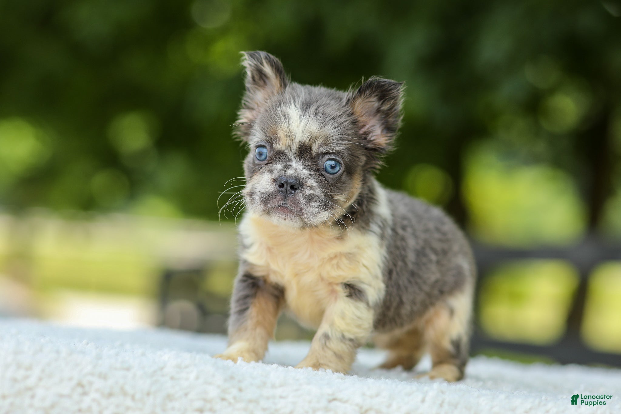 French Bulldog dogs Laura - Ad 1