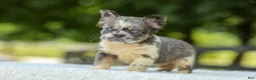 French Bulldog dogs for sale: Laura - Ad 1