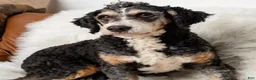 Mixed Breed dogs for sale: Concha - Ad 4