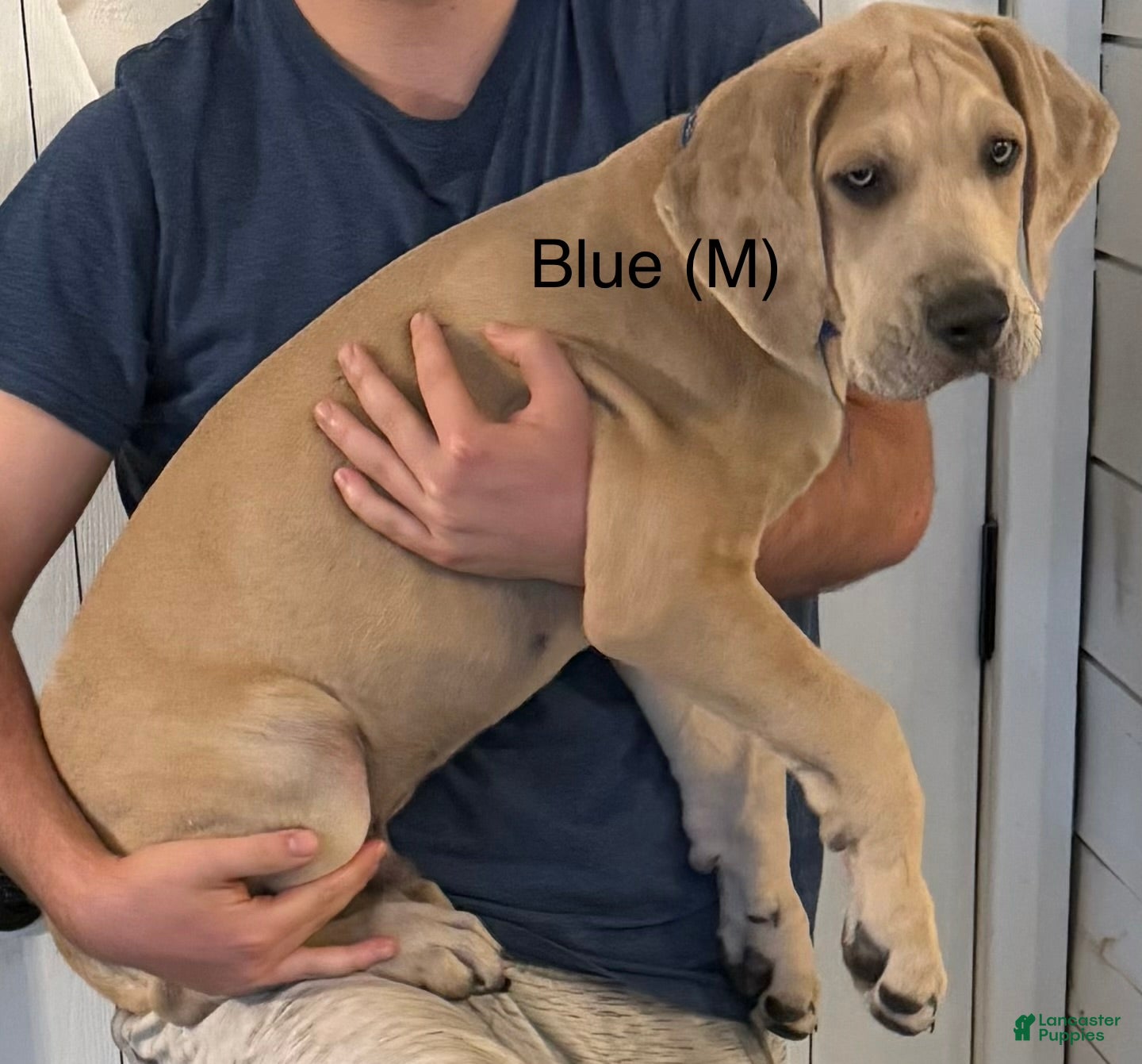 Great Dane dogs Blue - Ad 24