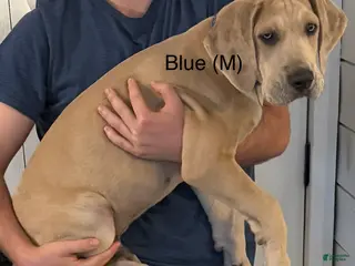 Great Dane dogs Blue - Ad 24