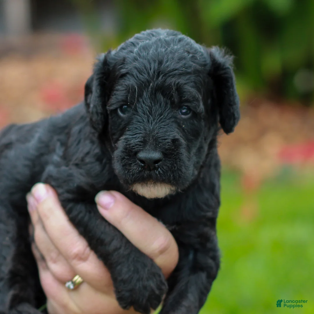 Miniature Labradoodle dogs for sale: Duke  - Ad 1