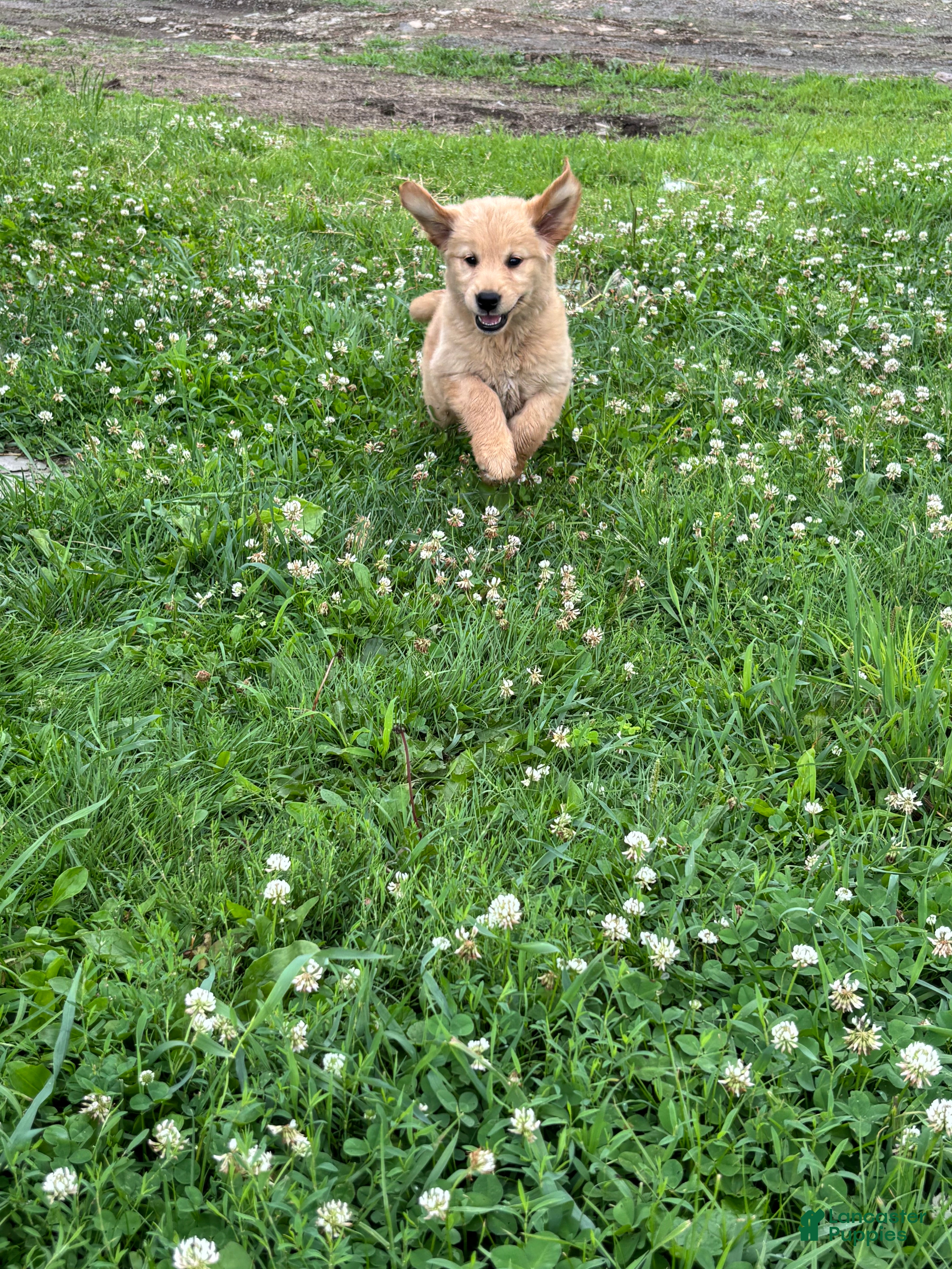 Golden Retriever dogs Brittany  - Ad 2