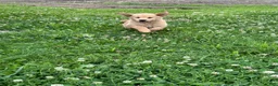 Golden Retriever dogs for sale: Brittany  - Ad 2