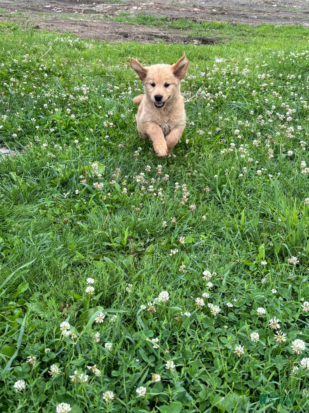Golden Retriever dogs for sale: Brittany  - Ad 2