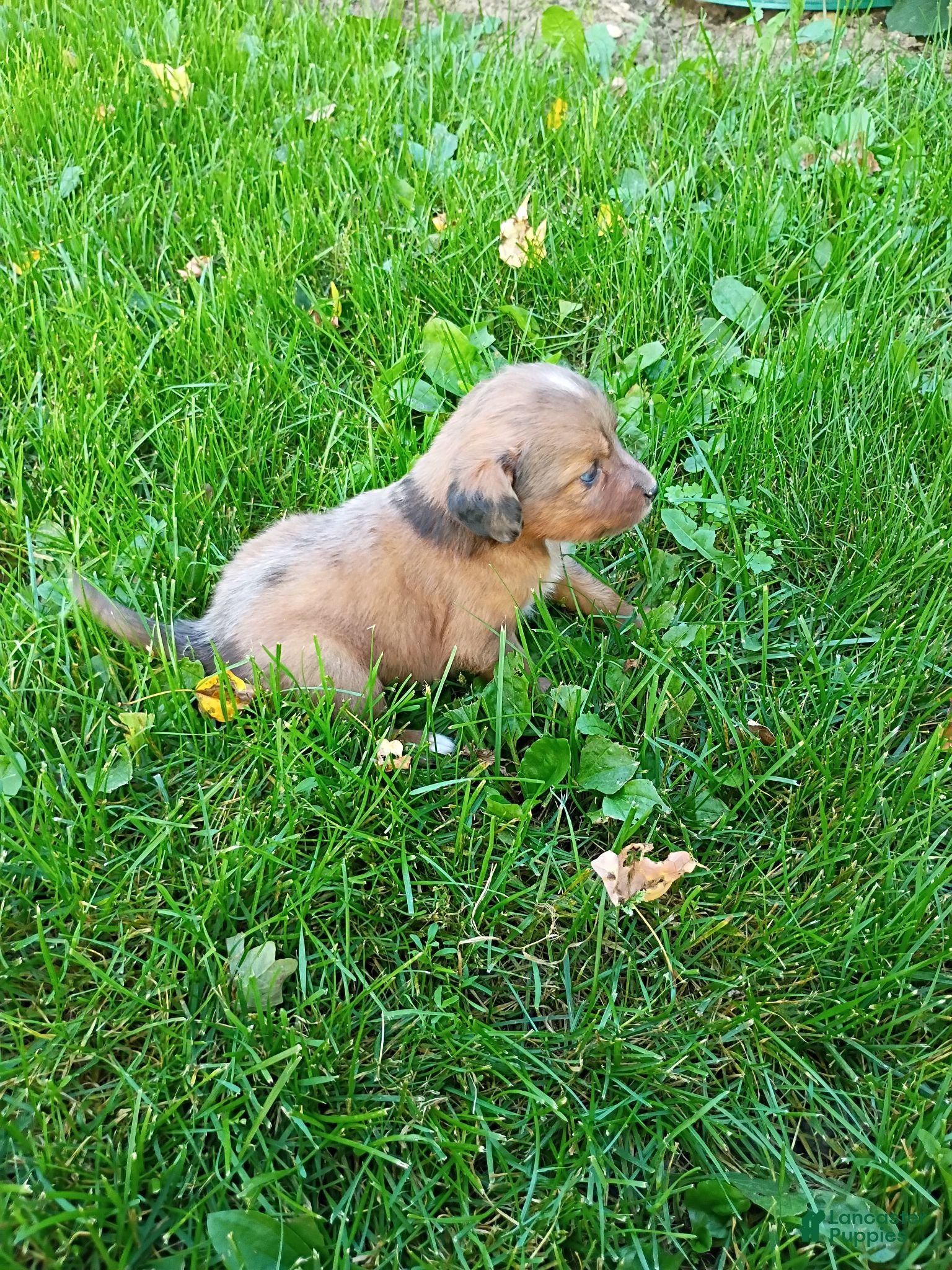 Mini Aussiedoodle dogs Penny  - Ad 2