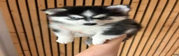 Pomsky dogs for sale: Nova Mini Pomsky - Ad 1