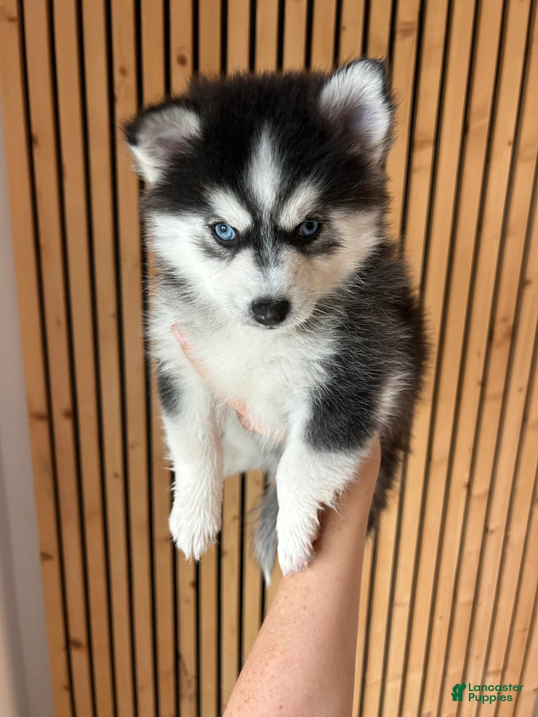 Pomsky dogs for sale: Nova Mini Pomsky - Ad 1