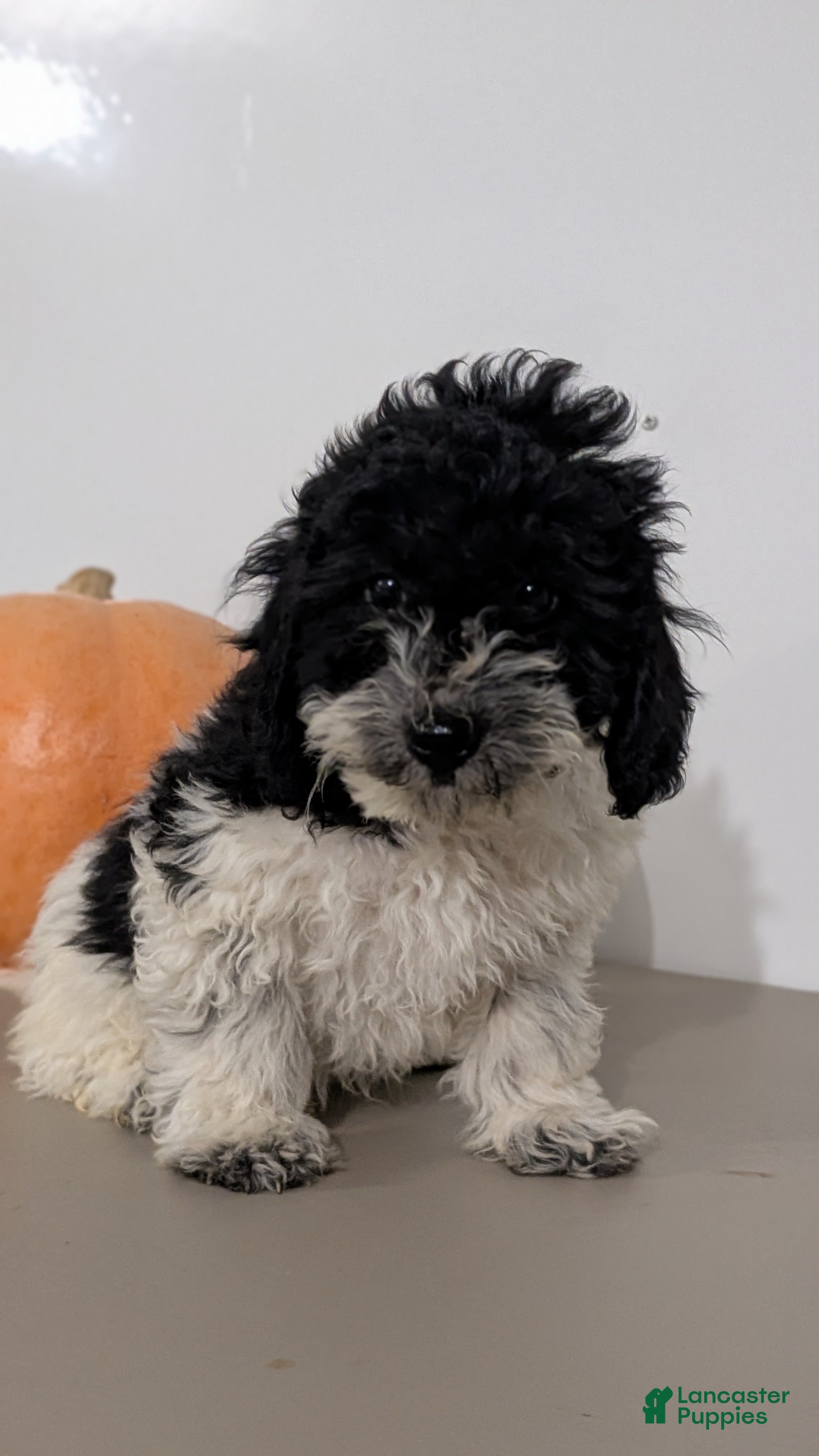 Havapoo dogs Max - Ad 2