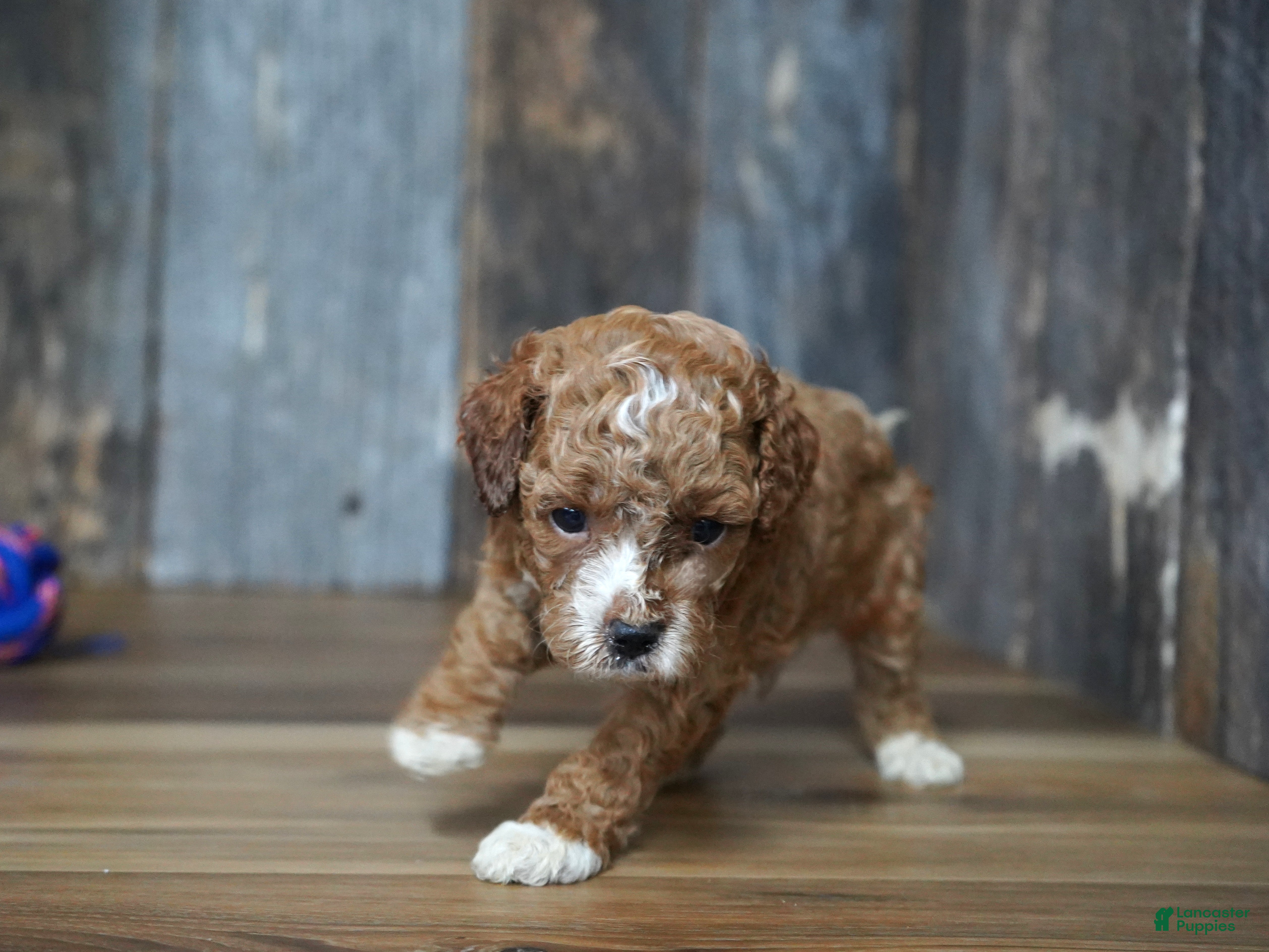 Cavapoo dogs Duke - Ad 18
