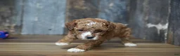 Cavapoo dogs for sale: Duke - Ad 1