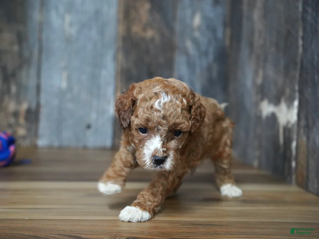 Cavapoo dogs for sale: Duke - Ad 1
